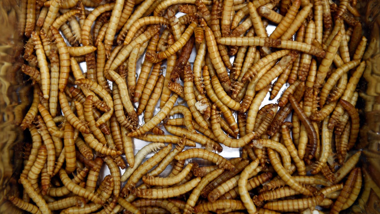 Insects could soon start crawling their way into dishes on Europe'...