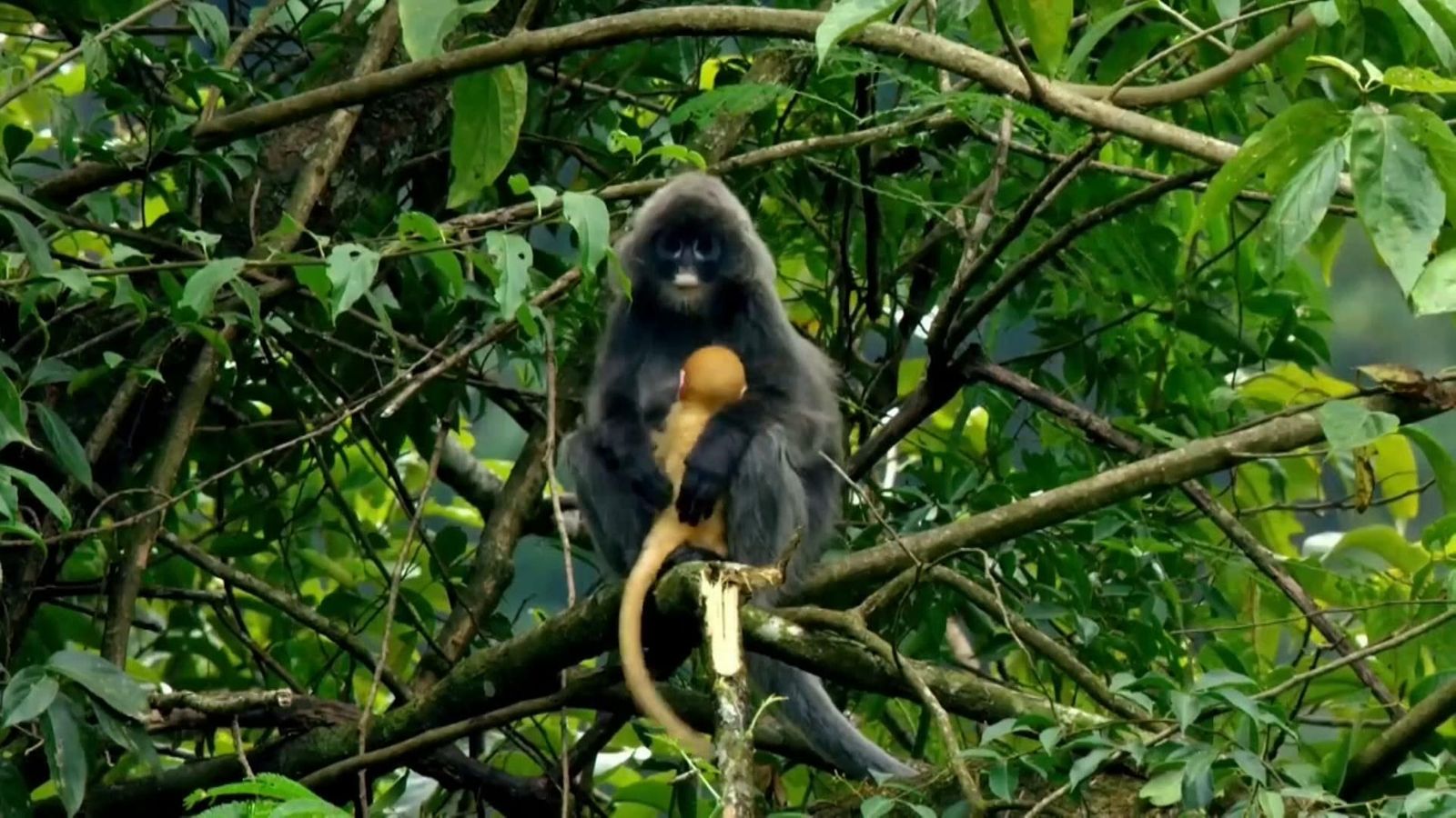 Endangered Phayre's Leaf monkeys spotted after successful conservation ...