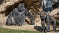 The great apes continue to be observed closely by vets. Credit: Christina Simmons/ San Diego Zoo Safari Park