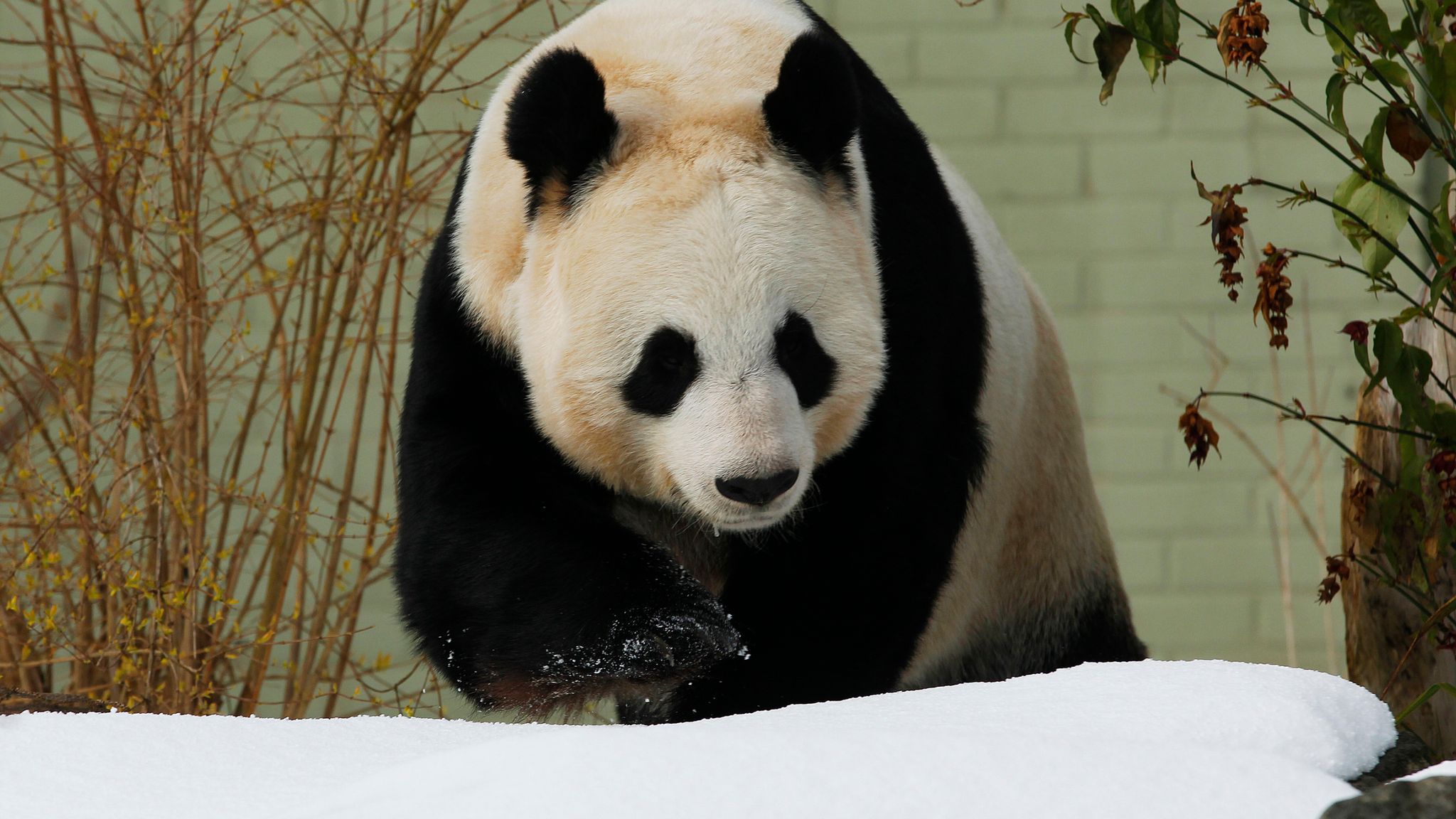 Giant Pandas At Edinburgh Zoo May Have To Return To China Uk News Giant Pandas At Edinburgh Zoo May Have To Return To China Uk News