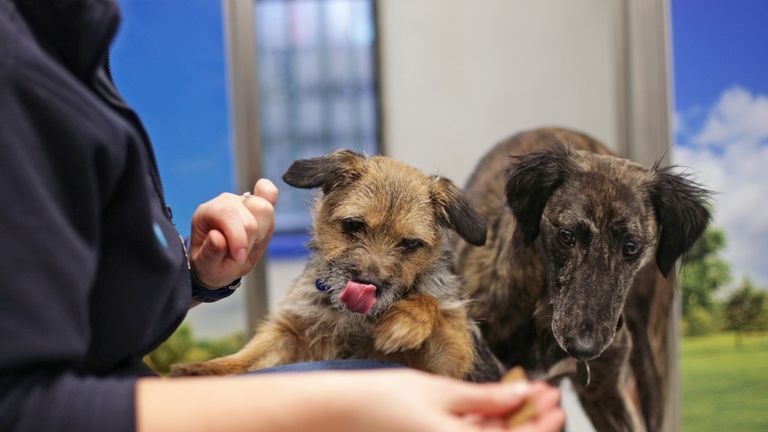 EMBARGOED TO 0001 MONDAY JANUARY 25 File photo dated 25/12/17 of dogs at Battersea Dogs and Cats Home in London. It could be necessary to vaccinate domestic animals such as cats and dogs against Covid-19 to curb the spread of the virus, a group of scientists has said.