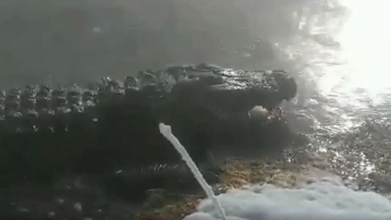 Elvis the alligator surfaces from heated swamp as snow blankets US