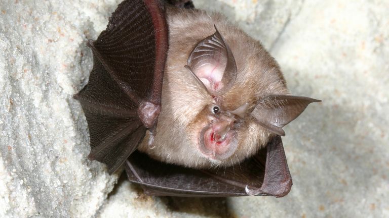 Horseshoe bats carrying a virus with a similar genome to the virus that causes COVID-19 were found in Cambodia in 2010. File pic