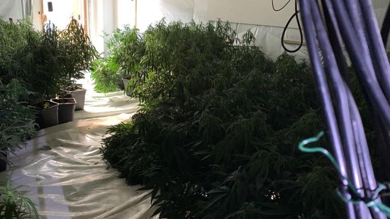 Police have arrested five men after raiding a London cannabis farm worth up to £1m. 