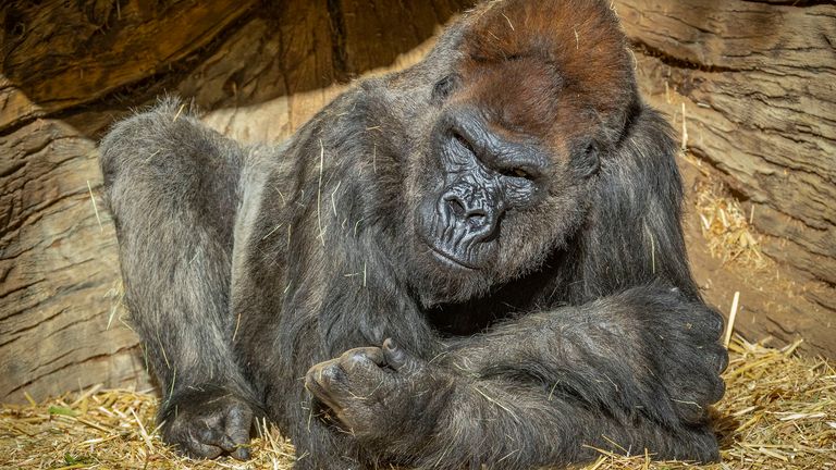 It is suspected the gorillas got the infection from an asymptomatic staff member. Credit: Christina Simons/ San Diego Zoo Safari Park