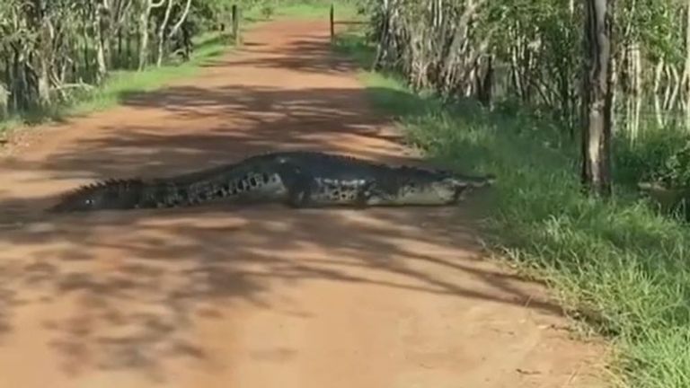 Huge crocodile walks across dirt track in Australia