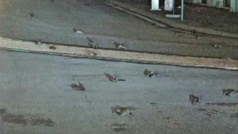 Hundreds of dead birds litter Rome street