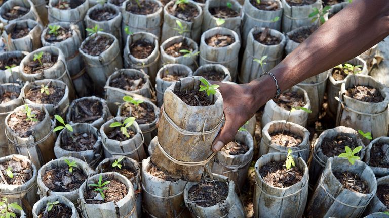 Picking the right trees and places for planting can help restore nature and boost people&#39;s livelihoods