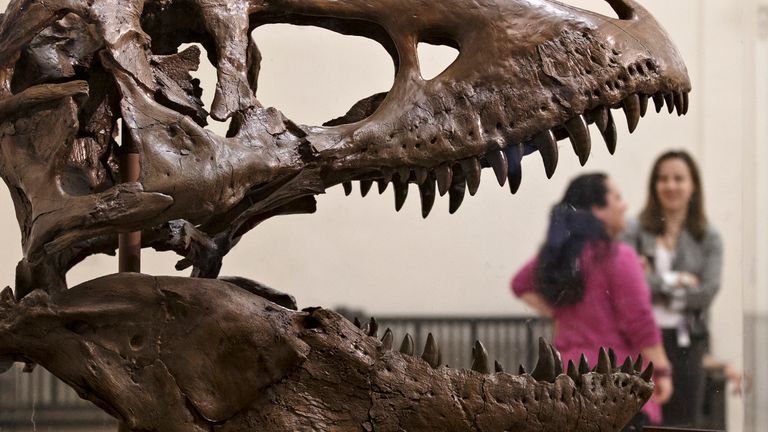 Tyrannosaurs were apex predators during the Cretaceous Period Pic: AP