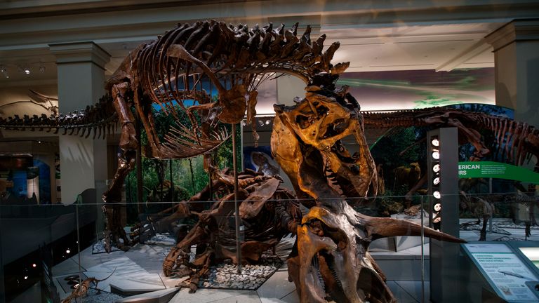 T-rex was up to 12 metres long and weighed seven tonnes Pic: AP