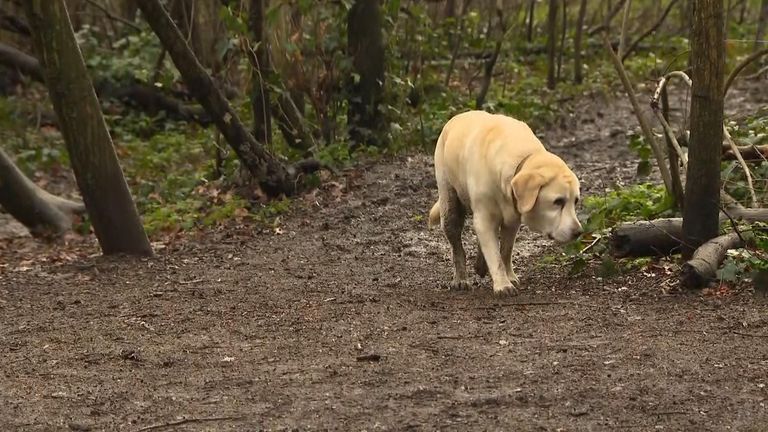 Dog owners in Cannon Hill Common are now wary of letting their dogs out of sight