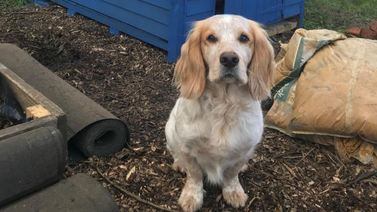 Ted the sprocker spaniel was stolen from Cannon Hill Common in south London