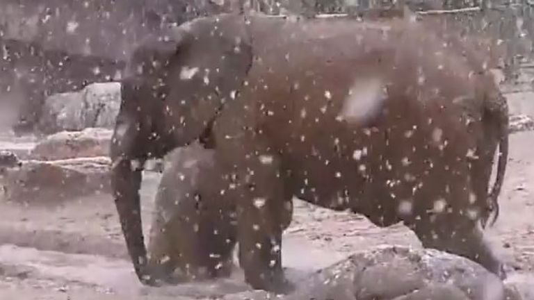Elephants in Arizona get a rare chance to experience heavy snow
