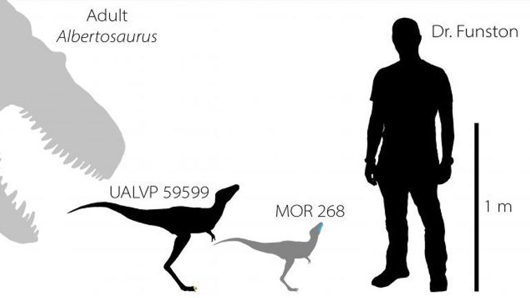 The fossils suggest the babies were larger than previously thought Pic: Dr Greg Funston 