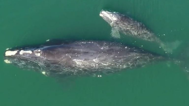 North Atlantic right whale calf pops up next to mother