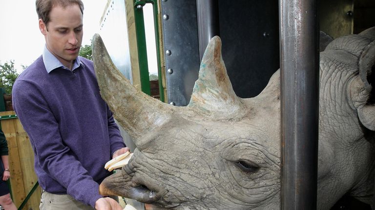 FILE - In this Wednesday June 6, 2012 file photo Britain&#39;s Prince William feeds a black rhino called Zawadi as he visits Port Lympne Wild Animal Park in Port Lympne, southern England. The Aspinall Foundation said Sunday Oct. 9, 2016, two critically endangered eastern black rhinos bred in captivity in England have given birth in the wild in Africa. (Chris Jackson/Pool, File)