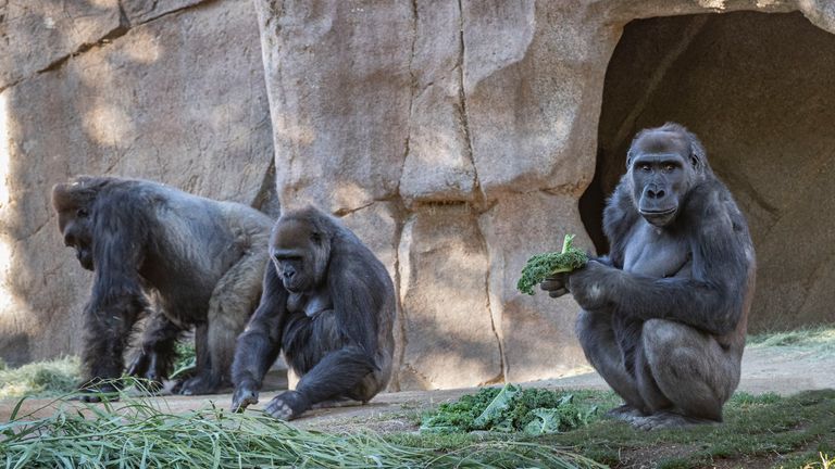 Studies have shown some primates are susceptible to the virus. Credit: Christina Simmons/ San Diego Zoo Safari Park