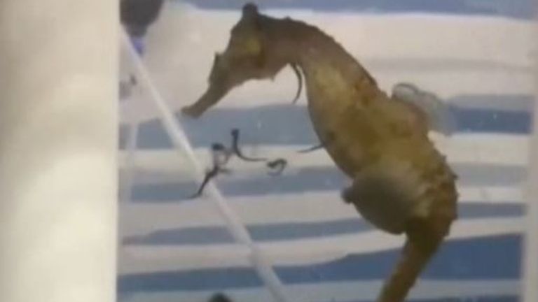 Male seahorse gives birth in aquarium