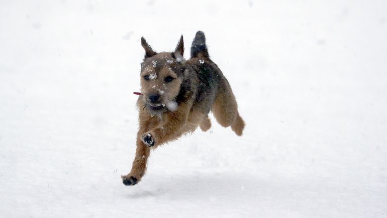 Winston, an eight-month-old Border Terrier, enjoys the snow for the first time near Windsor