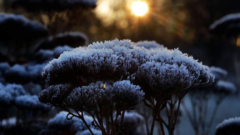 Frost covers plants in a park in London, as the sun rises.