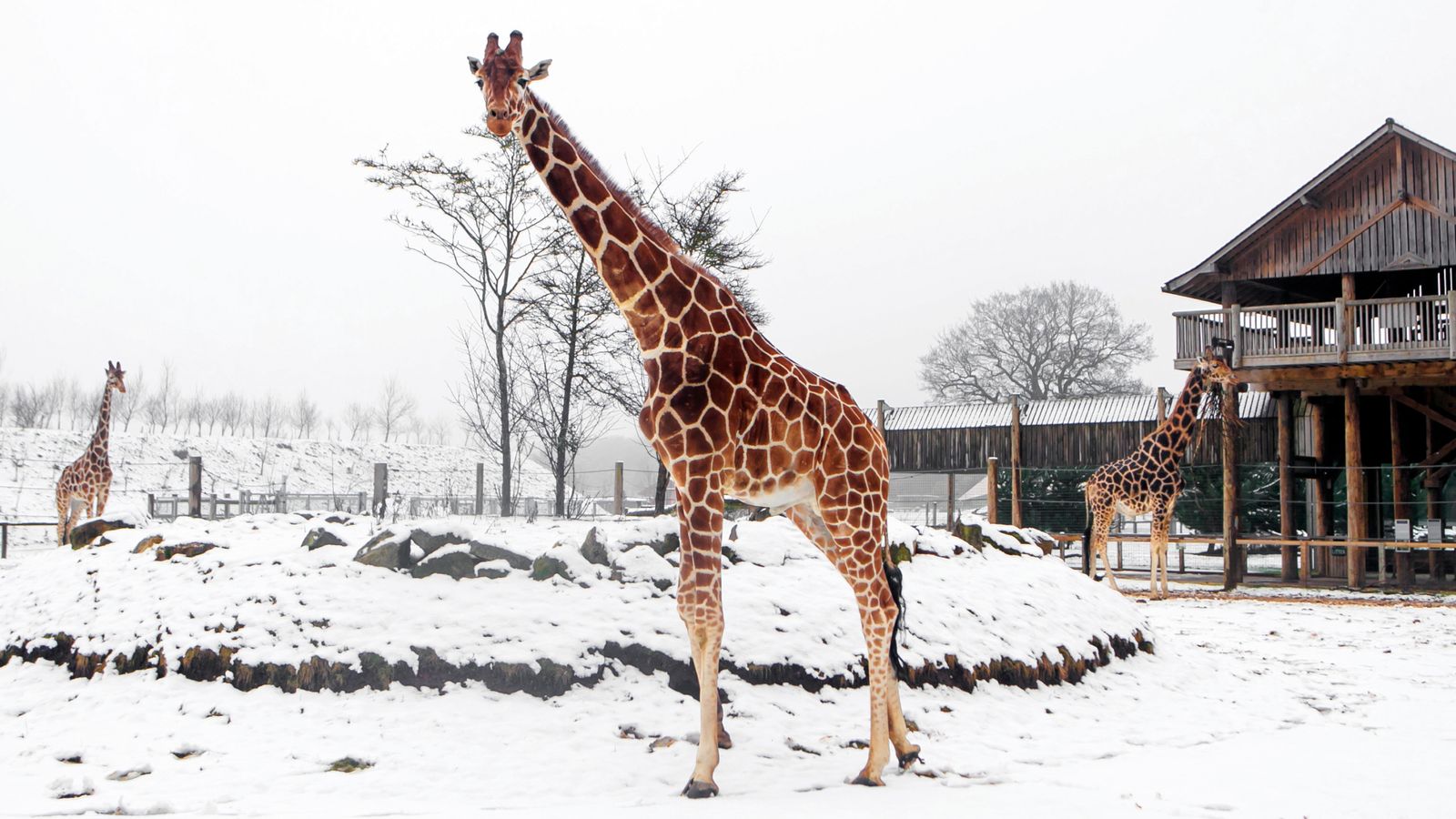 UK weather latest: Blizzards, ice and flooding to hit UK as cold air