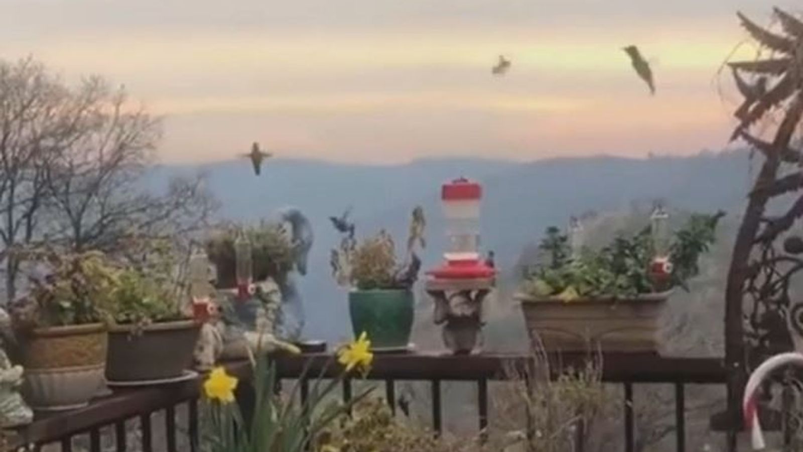hummingbirds-flock-to-california-garden
