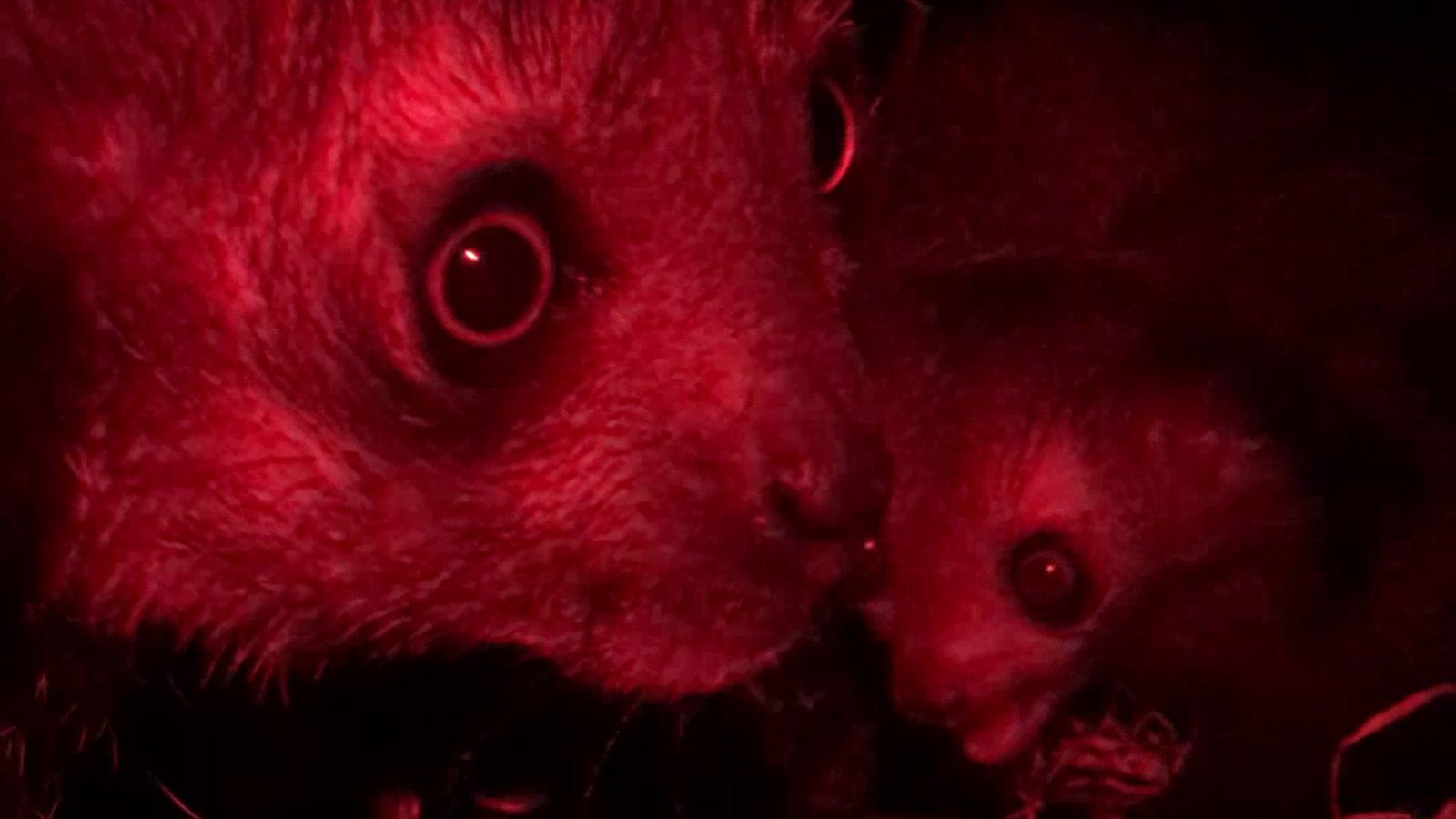 Endangered lemur born at Bristol Zoo as keeper describes 'special