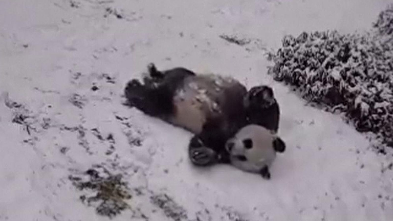 Giant pandas play in the snow at Washington zoo | World News | Sky News