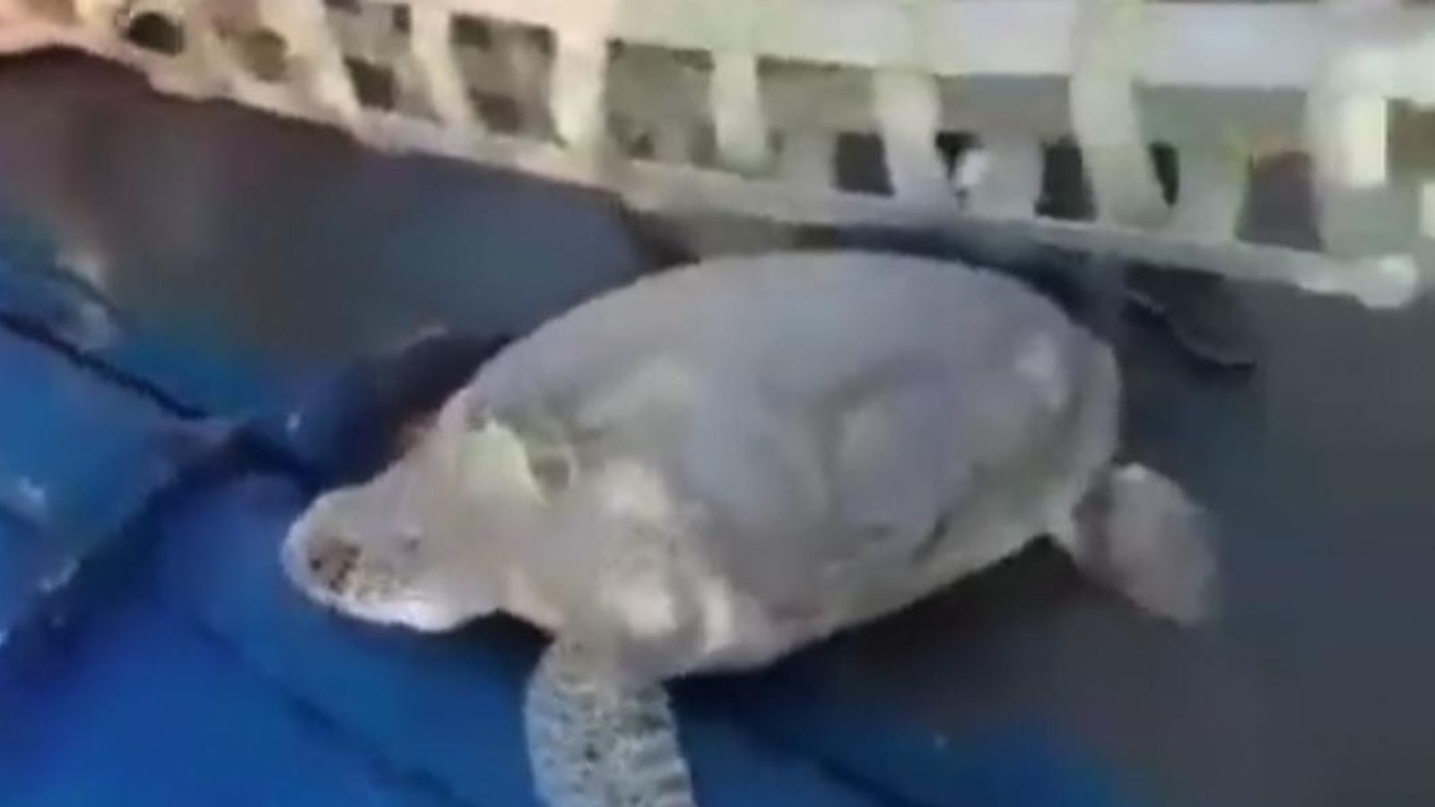 US winter storm: Sea turtles rescued in Texas released back into ocean ...