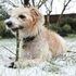 PM reveals 'romantic urges' of Downing St dog - with Dilyn liking 'people's legs'