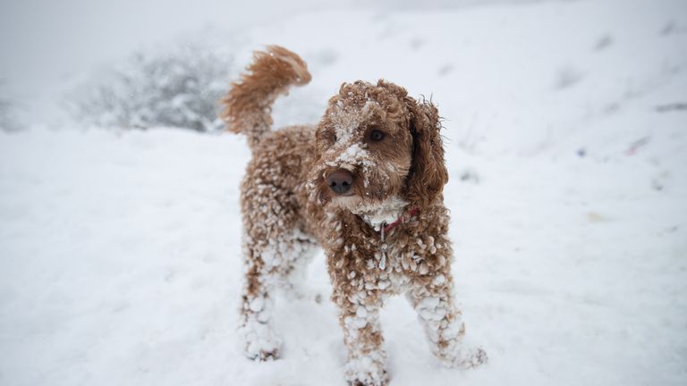 Willow, a 1-year-old Cockerpoo, basks in the snow at the Wye National Nature Reserve near Ashford in Kent, with heavy snowfall disrupting south-east England and East Anglia as icy winds whip across much of the country.  Date of photograph: Sunday, February 7, 2021.