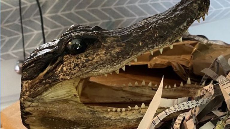Alligator heads seized in Perry Barr. Pic: West Midlands Police