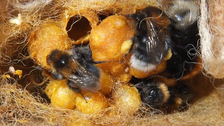 One of the UK&#39;s rarest bumblebees, the Great Yellow bumblebee, has been found in Caithness