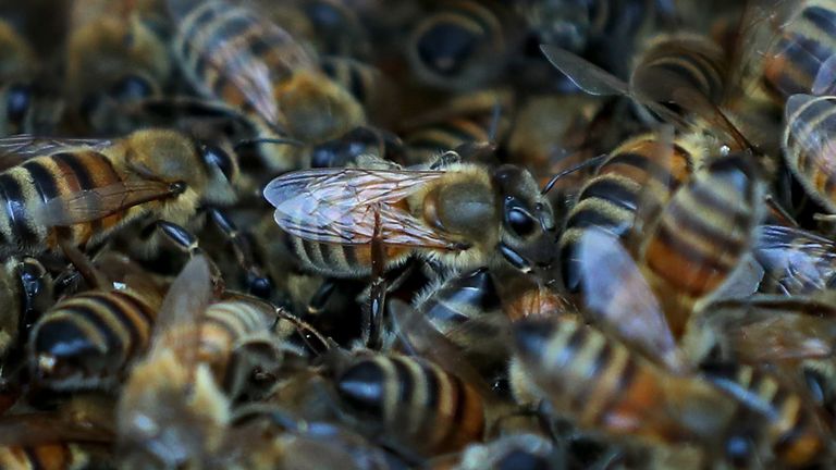 After Brexit, only queen bees can be imported into the UK, not colonies
