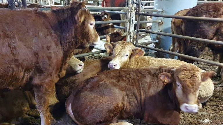 The cows, who have spent days without food, have suffered during the journey and should be killed, vets say