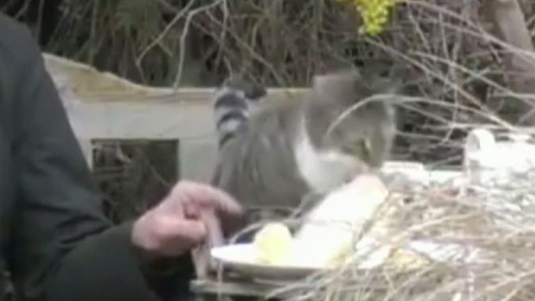 Dean of Canterbury&#39;s cat is up to old trick again - this time stealing pancakes as well as the show
