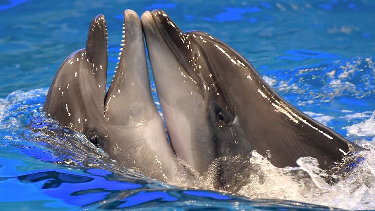 The curious reasons why dolphins play