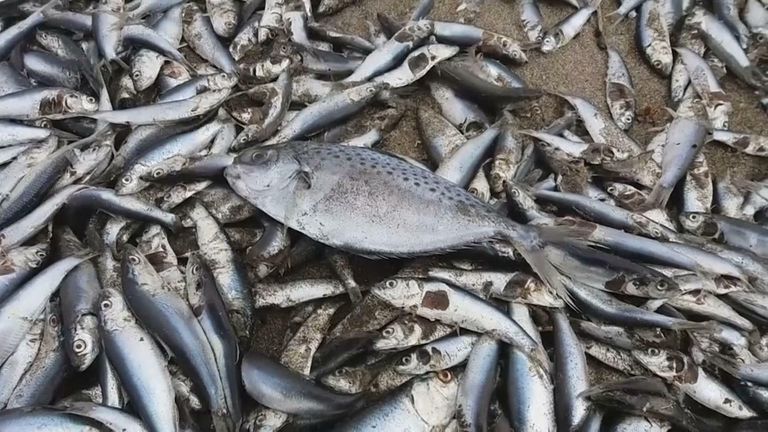 Dead fish in Chile