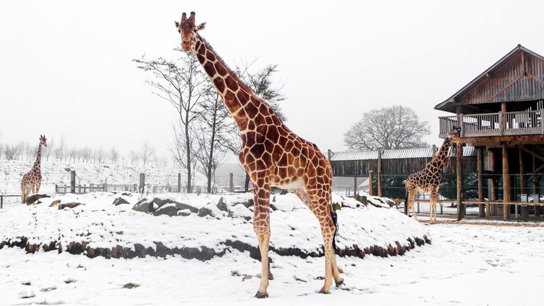 This giraffe at Yorkshire Wildlife Park looked in need of a scarf as it dealt with the wintry conditions