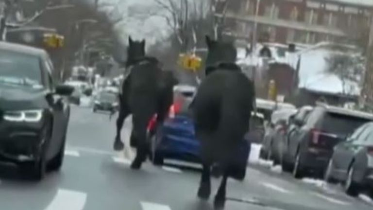 Horses spotted cantering along Brooklyn road