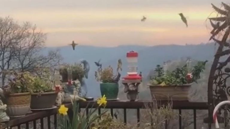 Hundreds of hummingbirds descend on California garden 