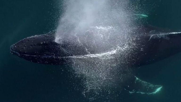 Humpback whale surfaces in California