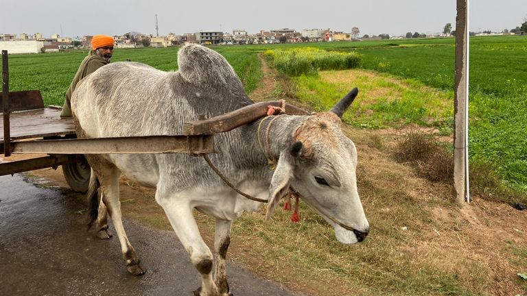 More than half of India&#39;s 1.3 billion population work on farms, but agriculture contributes to only about a sixth of the country&#39;s gross domestic product.