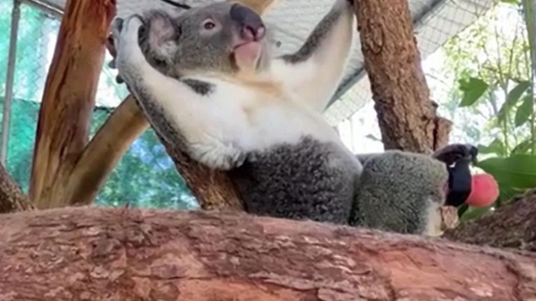 Injured koala gets a false foot