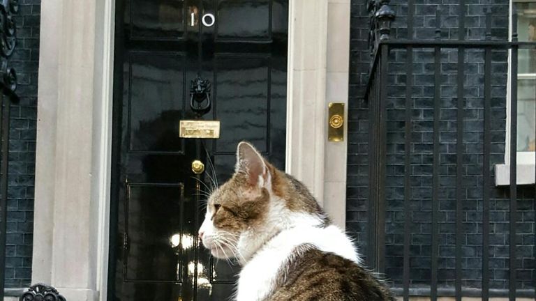 Larry the cat has been in Downing Street for 10 years