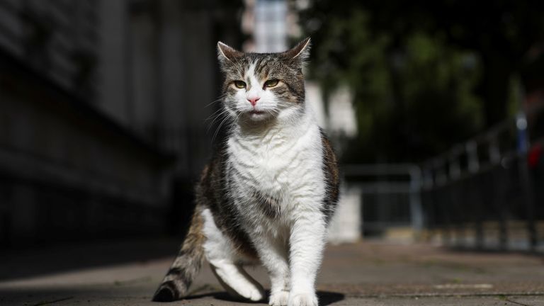 Larry the cat is seen in Downing Street in London, Britain, July 3, 2020. REUTERS/Simon Dawson