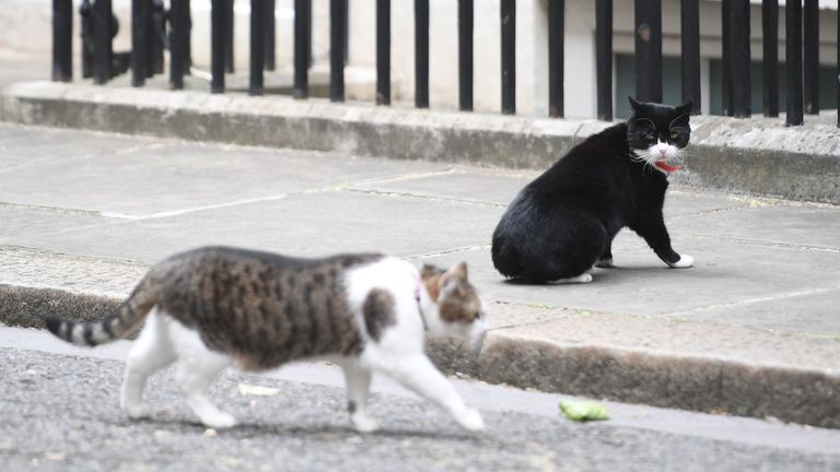 Larry had a feud with Palmerston, the former Foreign Office mouser