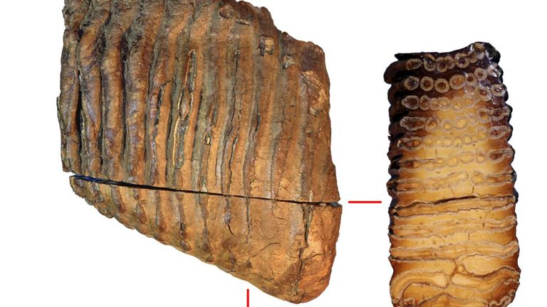 A Krestovka tooth specimen, which is thought to be around 1.2 million years old - the oldest DNA recovered