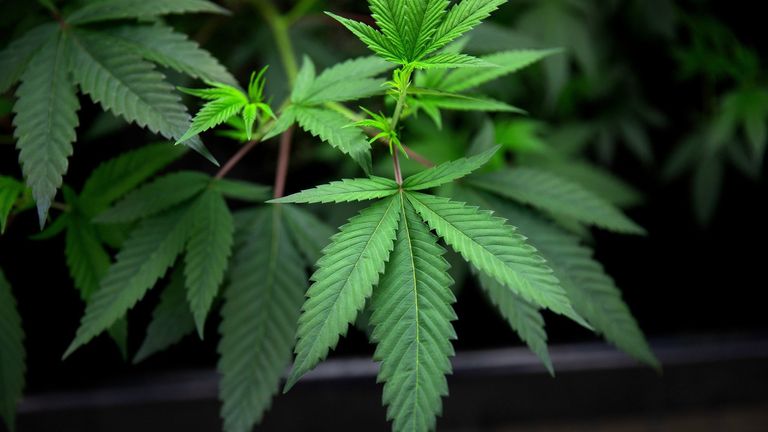 February 2, 2021, USA: Kansas is one of a handful of states in the country that has not legalized medial marijuana. Gov. Laura Kelly is seeking to change that. (Credit Image: � TNS via ZUMA Wire)