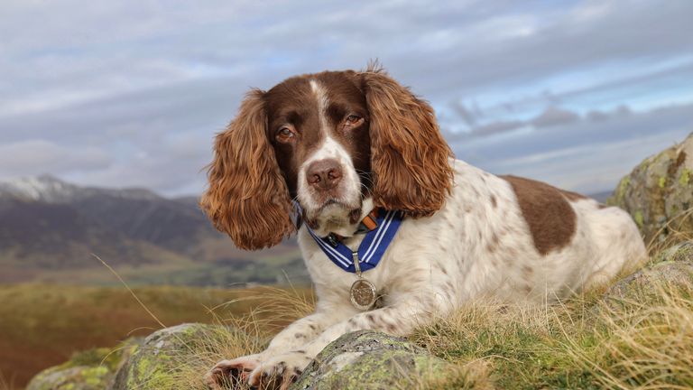  PDSA showing owner Kerry Irving, 46, with English springer spaniel Max, in the Lake District, who will receive the PSDA Order of Merit, the animal equivalent of an OBE for his work as a virtual therapy